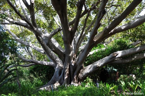 Ficus macrophylla in Kirstenbosch NBG